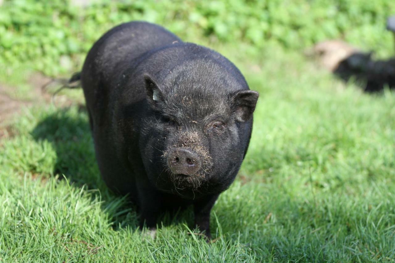 Ferienwohnungen Wulfshof Schneverdingen Zewnętrze zdjęcie