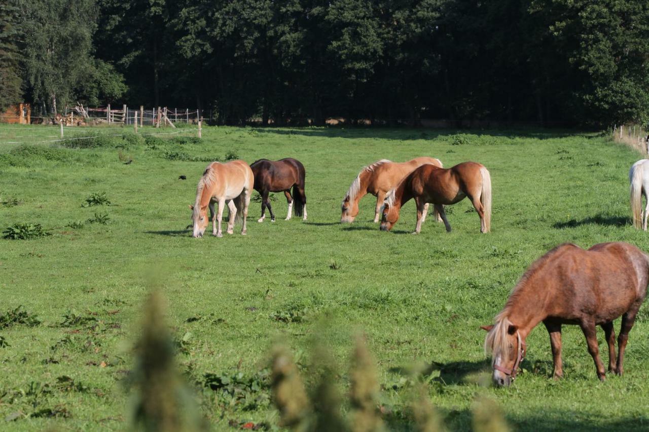 Ferienwohnungen Wulfshof Schneverdingen Zewnętrze zdjęcie